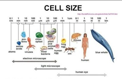 Cell size comparison chart