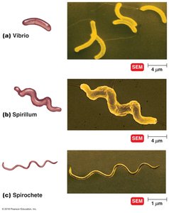 Spiral bacteria: vibrio, spirillum, spirochete