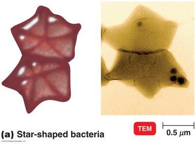 Star-shaped bacteria