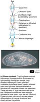 Phase-contrast microscopy: principle and image