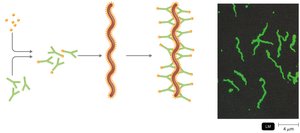 Principle of immunofluorescence
