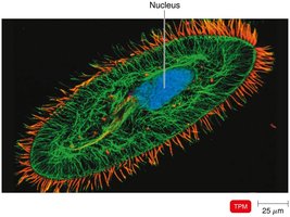Two-photon microscopy image