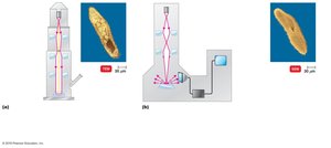 TEM and SEM comparison