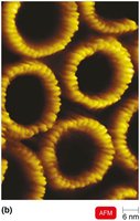 AFM image of biological structures