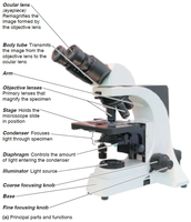 Parts of a compound light microscope