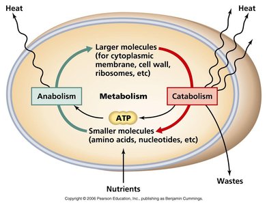 Metabolic pathways: Anabolism and Catabolism