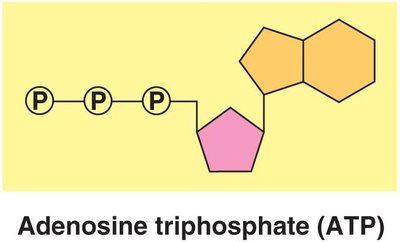 ATP molecule structure