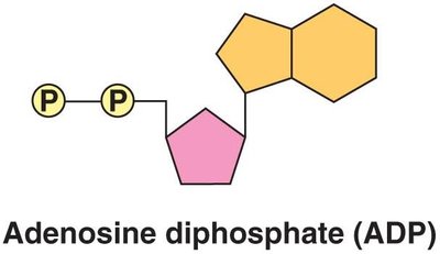 ADP molecule structure