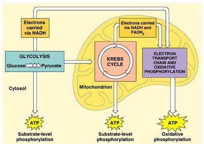 Glycolysis summary: energy investment and payoff