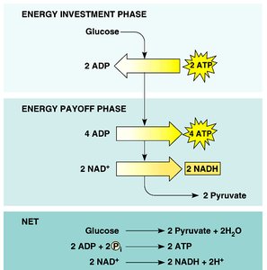 Glycolysis pathway: phosphorylation steps