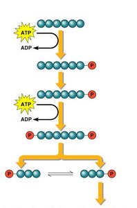 Glycolysis pathway: energy payoff steps