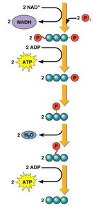 Transition step: pyruvate to acetyl-CoA
