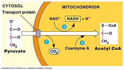 Transition step: pyruvate to acetyl-CoA (simplified)