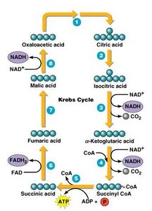 Krebs cycle pathway