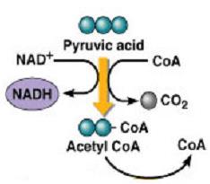 Krebs cycle summary