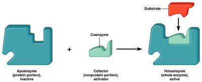 Apoenzyme, coenzyme, and holoenzyme formation