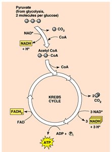 ATP yield from Krebs cycle