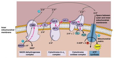 Electron transport chain and ATP synthesis