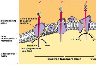 ATP synthase mechanism