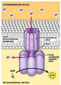 Chemiosmosis: coupling proton gradient to ATP synthesis