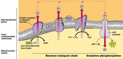 Comparison of eukaryotic and prokaryotic respiration