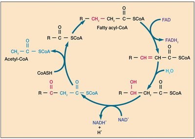 Beta-oxidation pathway