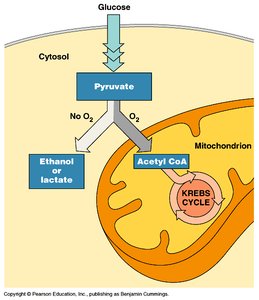 Facultative anaerobes: fermentation and respiration