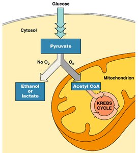 Pyruvate as a metabolic fork: aerobic vs. anaerobic