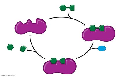 Enzyme-substrate interaction and catalysis