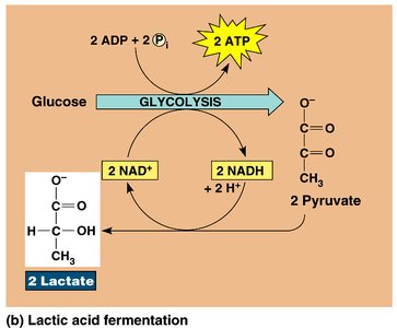 Lactic acid fermentation pathway