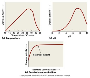 Graphs showing effects of temperature, pH, and substrate concentration on enzyme activity
