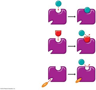 Competitive and noncompetitive enzyme inhibition
