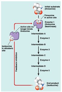 Feedback inhibition in a metabolic pathway