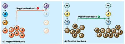 Negative and positive feedback mechanisms