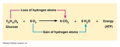 Aerobic respiration redox reaction