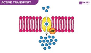 Active transport across cell membranes