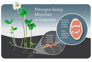 Nitrogen-fixing microbes in legumes