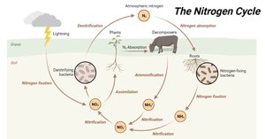 The nitrogen cycle and microbial involvement