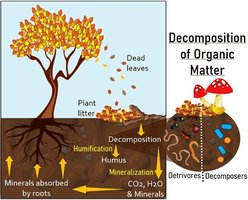 Decomposition and mineralization of organic matter