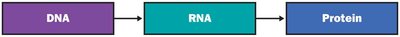 Central dogma: DNA to RNA to protein