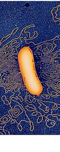 Structure of DNA and chromosomes in bacteria