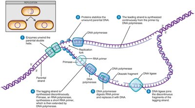 Bidirectional replication of circular bacterial DNA
