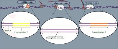 Transcription steps: promoter, template strand, terminator