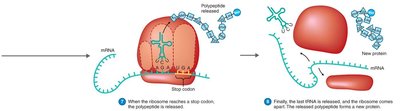 Translation termination and protein release