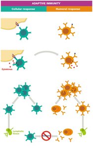 Diagram of the four stages of adaptive immunity