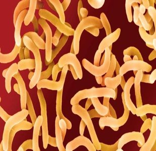 Vibrio cholerae bacteria