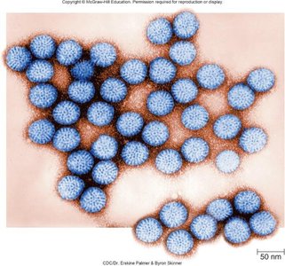 Rotavirus particles
