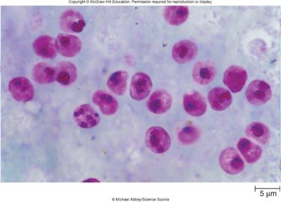 Cryptosporidium oocysts