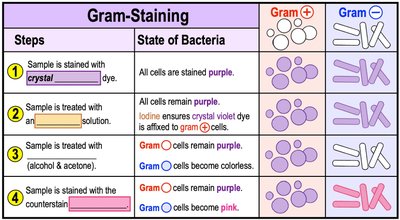 Gram-staining steps and results