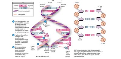 DNA replication mechanism
